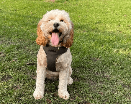 dog friendly holiday parks wales